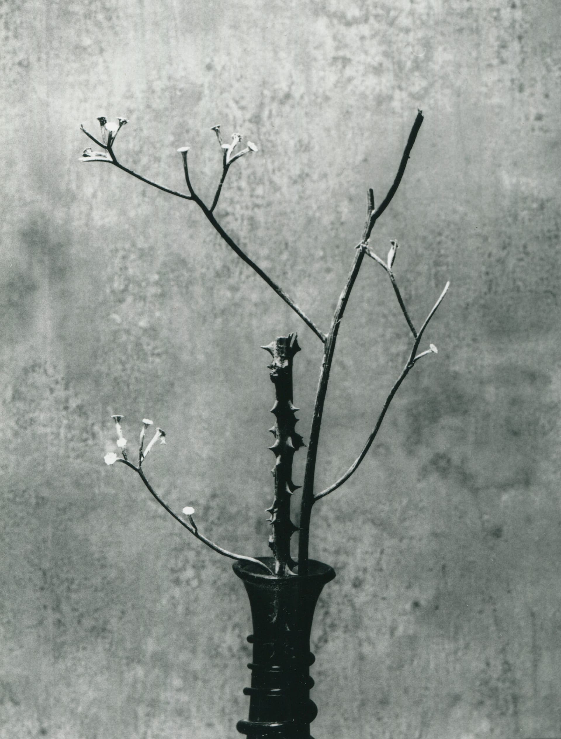 Suffolk Flower Study