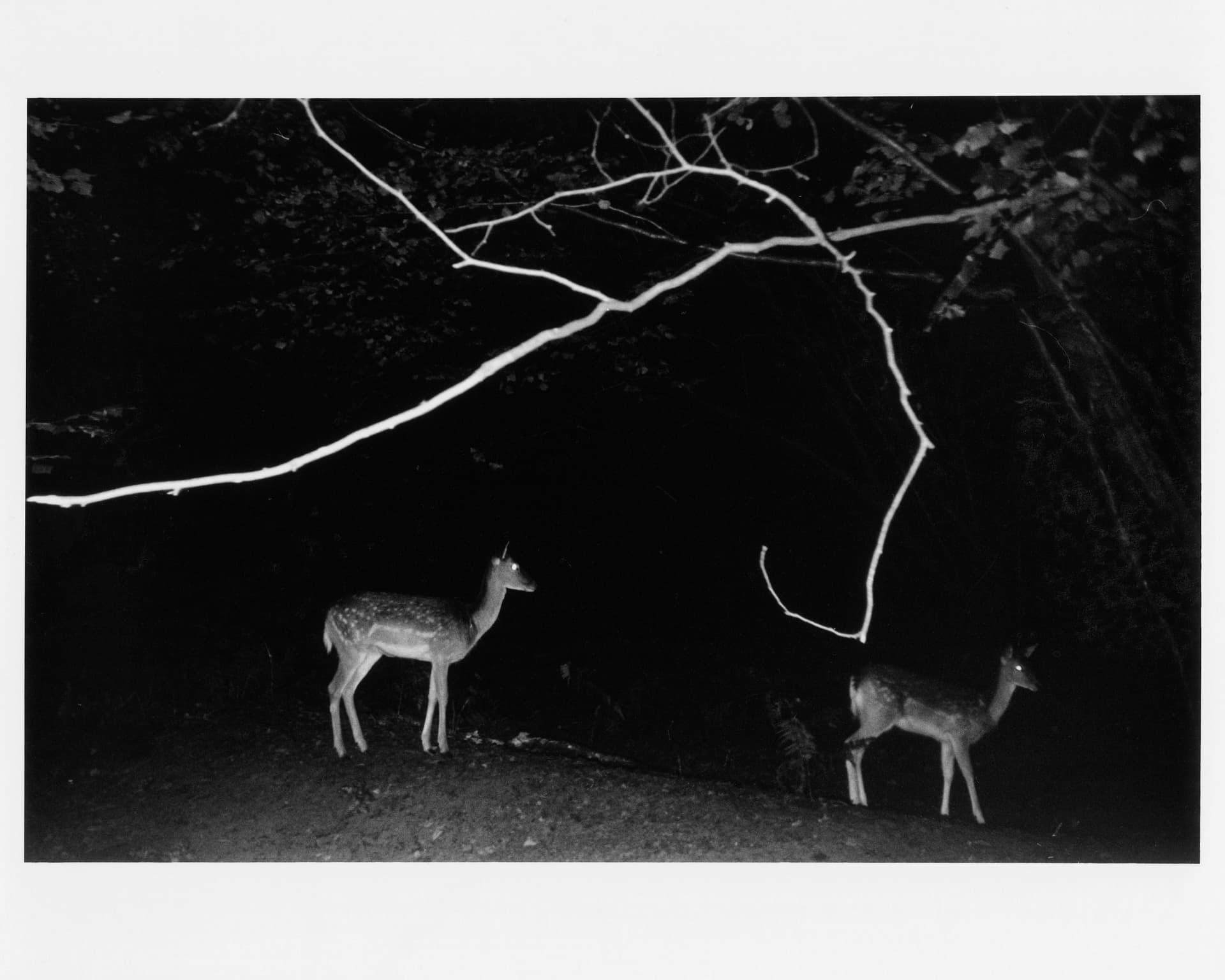 'Memory' - The Burrow