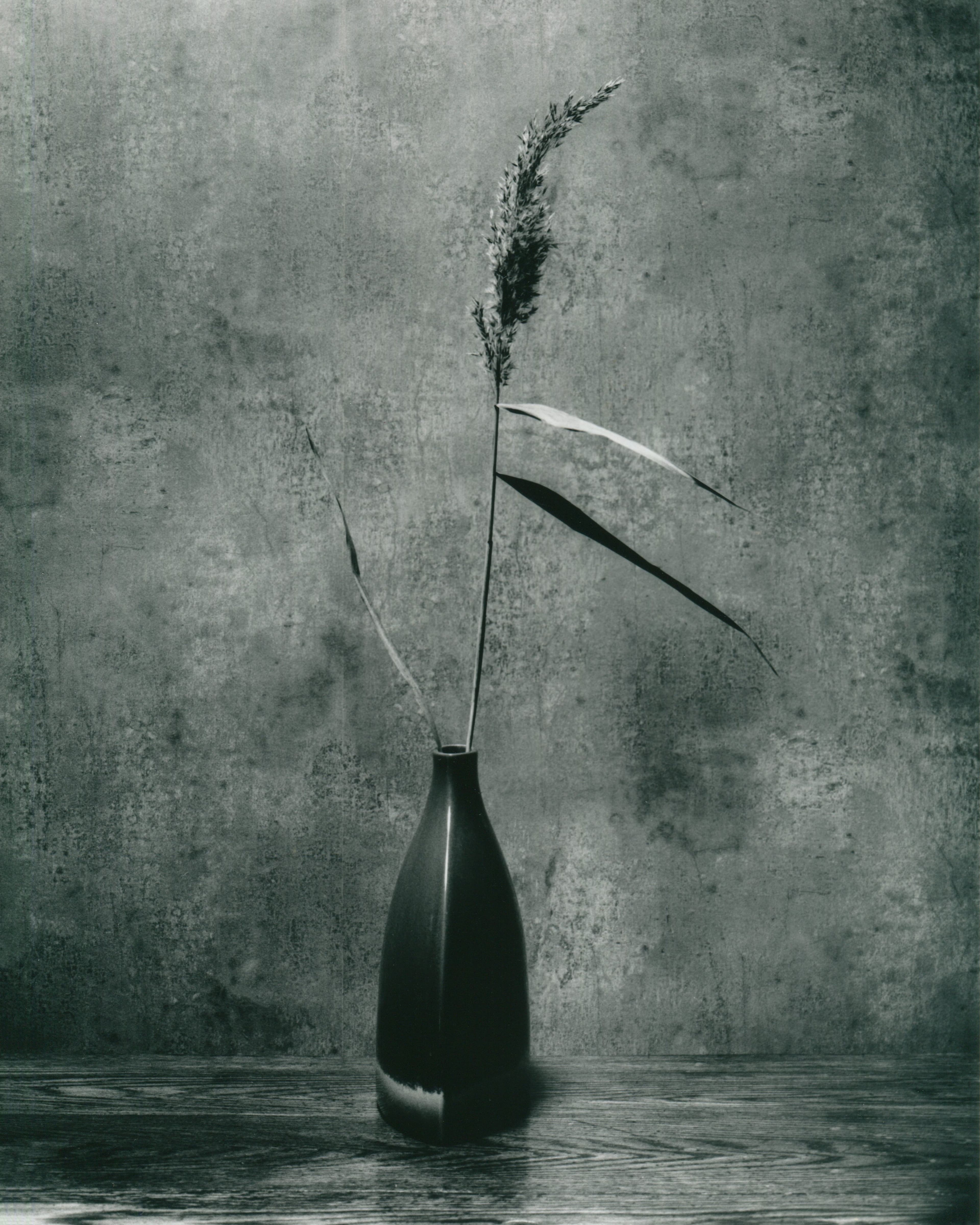 Suffolk Flower Study